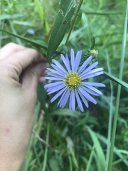 Symphyotrichum puniceum