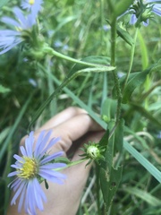 Symphyotrichum puniceum