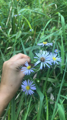 Symphyotrichum puniceum