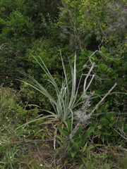 Puya bicolor