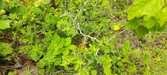 Scolia picteti