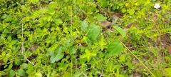 Scolia picteti
