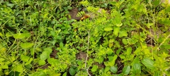 Scolia picteti