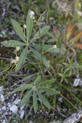 Tofieldia pusilla