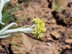 Helichrysum acutatum