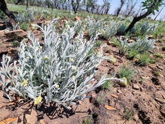 Helichrysum acutatum