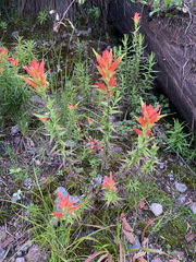 Castilleja auriculata