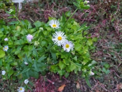 Erigeron annuus