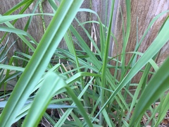 Paspalum floridanum