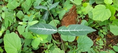 Hemidesmus
