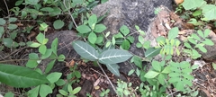 Hemidesmus