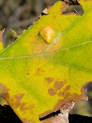 Aceria querci