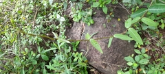Hemidesmus