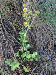 Drymocallis convallaria