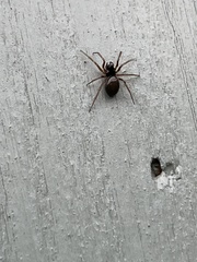Steatoda bipunctata