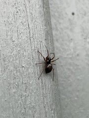 Steatoda bipunctata