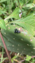 Paraphidippus aurantius