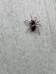 Steatoda bipunctata