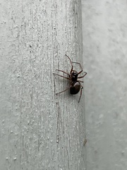 Steatoda bipunctata