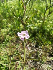 Agalinis communis