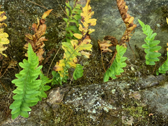 Polypodium hesperium