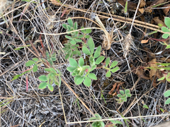 Acmispon denticulatus