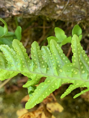 Polypodium hesperium