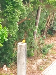 Sicalis flaveola