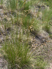 Festuca campestris