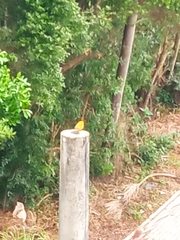 Sicalis flaveola