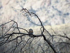 Spizella atrogularis