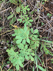 Acmispon denticulatus
