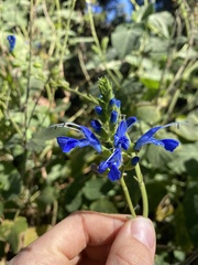 Salvia macrophylla