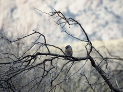 Spizella atrogularis
