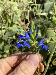 Salvia macrophylla