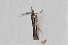 Thaumatopsis pexellus