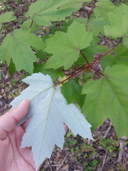 Acer rubrum rubrum