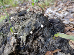 Poronia pileiformis