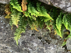 Polypodium hesperium