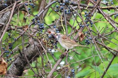 Zonotrichia albicollis
