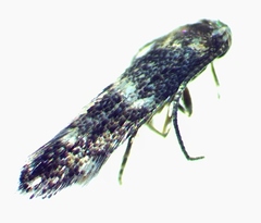 Elachista illectella