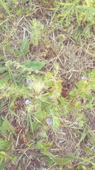 Scutellaria drummondii