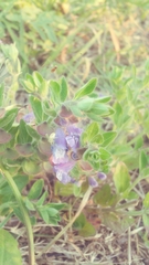 Scutellaria drummondii