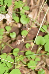 Carex divulsa divulsa