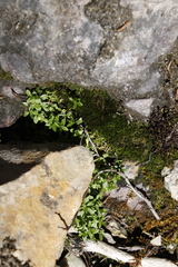 Stellaria crassifolia