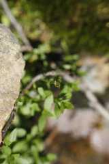 Stellaria crassifolia
