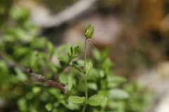 Stellaria crassifolia