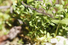 Stellaria crassifolia