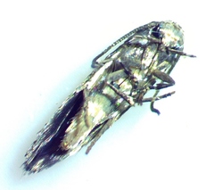 Elachista illectella