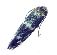 Elachista illectella